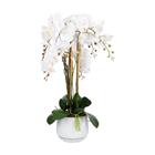 Home4you Orchid Garden Queen H68cm orkidea ruukussa