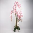 Home4you Orchid Garden Queen tekokukka