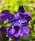 MOLINARD Les Elements Iris Eau de Parfum 8 ml – kuva 3