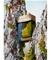 BVLGARI Man Wood Essence - EdP 150 ml – kuva 8