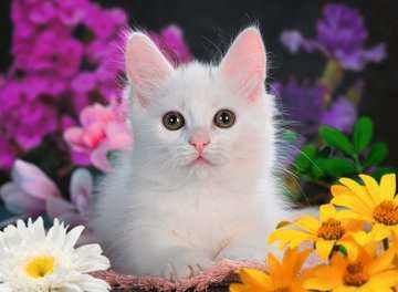 Ravensburger White Kitten Glitter 100p palapeli