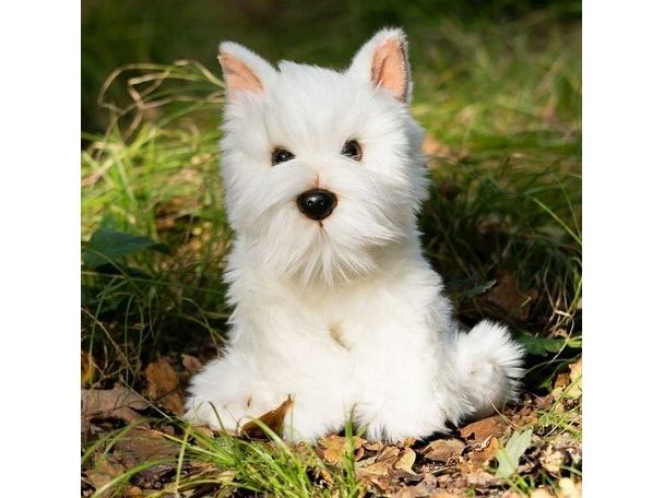 Animigos Westie -koira