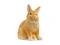 Schleich Lionhead Rabbit – kuva 5