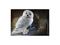 Pehmolelu: Harry Potter - Hedwig (30cm) PEHMO – kuva 4