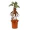 Pehmolelu: Harry Potter - Interactive Mandrake (30cm) PEHMO – kuva 2