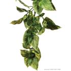 Exoterra Amapallo - Hanging Rainforest/Jungle Plants Green Medium