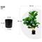 Lykke Fiddle-Leaf Fig 85cm tekokasvi – kuva 4