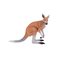 Mojo Wildlife Kangaroo – kuva 1