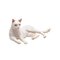 Mojo Farmland Lying Cat White – kuva 1