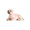 Mojo Farmland Labrador Puppy – kuva 1