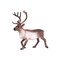 Mojo Wildlife Reindeer – kuva 1