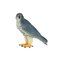 Mojo - Wildlife Peregrine Falcon – kuva 1