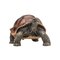 Mojo Wildlife Giant Tortoise – kuva 1