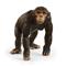 Schleich Wild Life Chimpanzee simpanssi – kuva 4