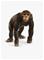 Schleich Wild Life Chimpanzee simpanssi – kuva 5