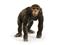 Schleich Wild Life Chimpanzee simpanssi – kuva 6