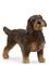 Schleich Wire-Haired Dachshund – kuva 4
