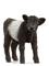 Schleich Galloway Calf – kuva 8