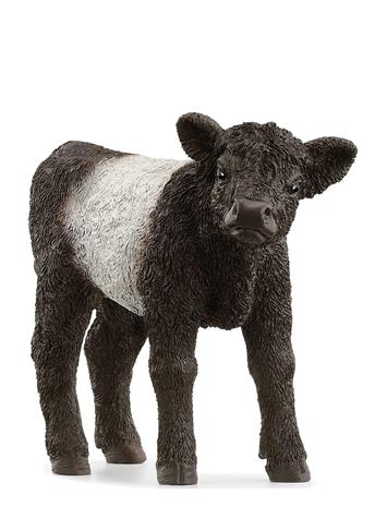 Schleich Galloway Calf