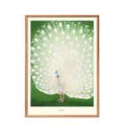 PFAAP-PEACOCK_223204135