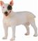 Bullterrier-koira - Collecta – kuva 1