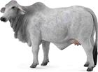 Brahman-lehmä - Collecta