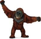 Orangutan - Collecta