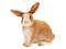 Schleich Kani, 4,3cm – kuva 2