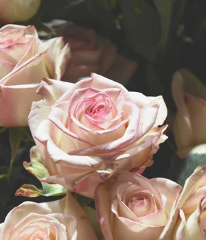 HEADSPACE Rose Eau de Parfum 30 ml