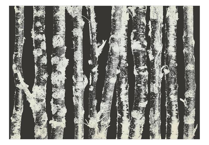 Artgeist Stately Birches - Second Variant fototapetti