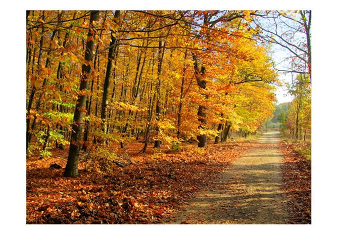 Artgeist Beech forest fototapetti