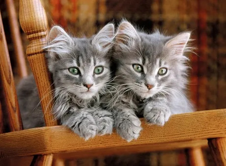 Clementoni Kittens Kuviopalapeli 500 kpl Eläimistö