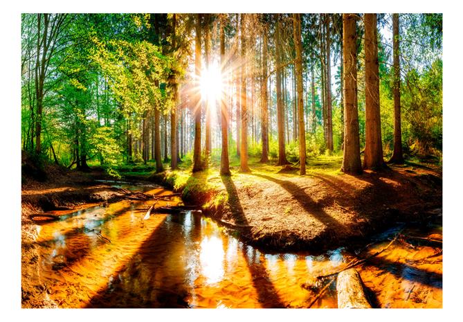 Artgeist Marvelous Forest fototapetti