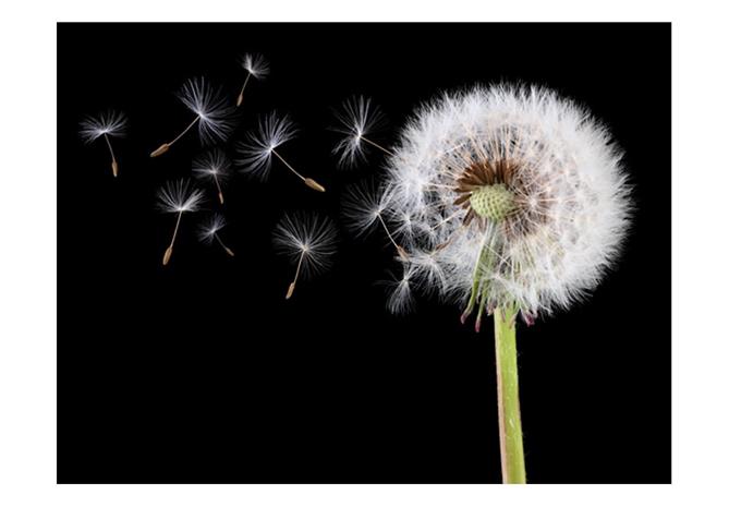 Artgeist Wind and dandelion fototapetti
