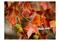 Artgeist Chestnut fototapetti – kuva 3