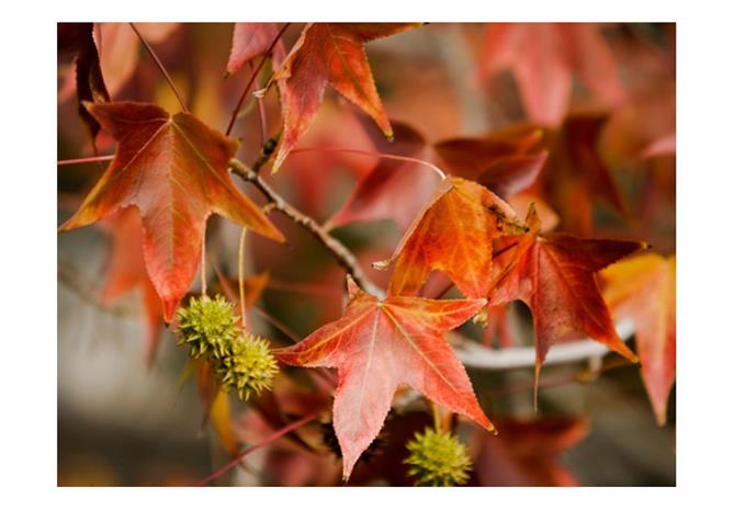 Artgeist Chestnut fototapetti