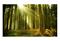 Artgeist Mäntymetsä fototapetti – kuva 4