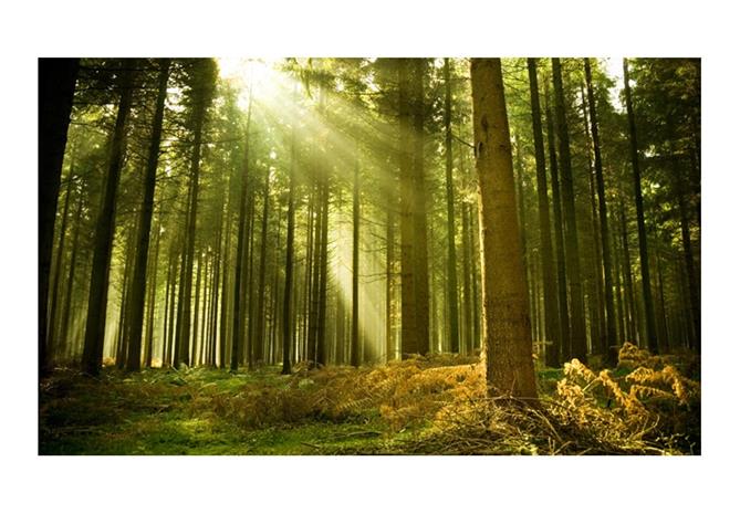 Artgeist Mäntymetsä fototapetti