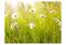 Artgeist Daisy alalla fototapetti – kuva 3