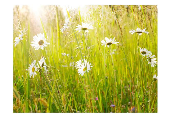 Artgeist Daisy alalla fototapetti