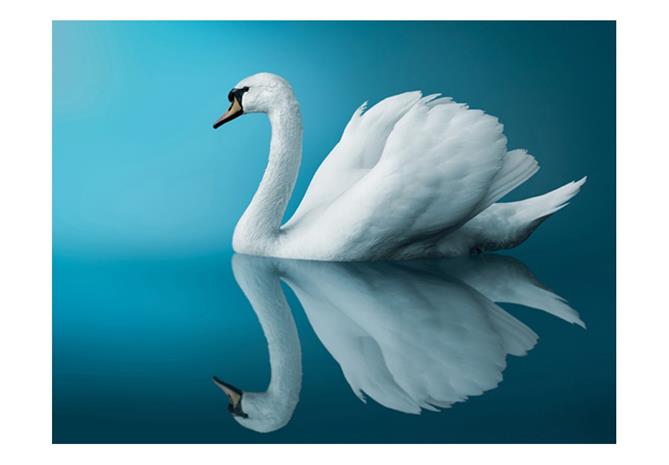 Artgeist swan - reflection fototapetti