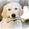 Benebone Puppy Wishbone Bacon – kuva 1