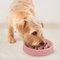 Ahmimisenestokuppi Outward Hound Wave pinkki, S – kuva 1