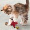 KONG Cat Active Jacks 3 kpl – kuva 1