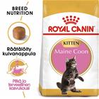 Royal Canin Maine Coon Kitten