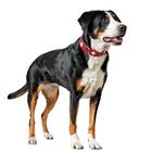 Hunter Collar Swiss Red