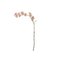 Bloomingville Wild Cherry – kuva 1