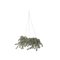Bloomingville Cedar – kuva 1