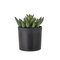 Bloomingville Echeveria – kuva 1