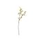 Bloomingville Hawthorn – kuva 1